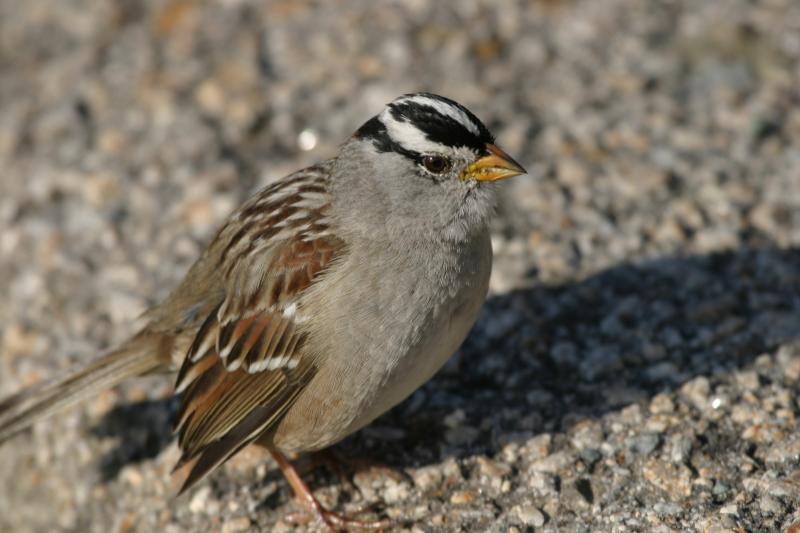 White-crowned sparrow