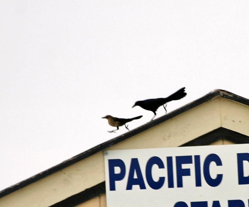 Great-tailed Grackle,female and male