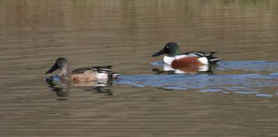 Northern Shoveler males,eclipse and full breeding forms