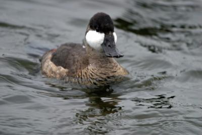 Ruddy Duck,nonbreeding male