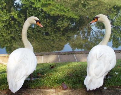 Mute Swans