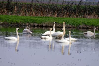 Tundra Swans ,adults and darker juveniles