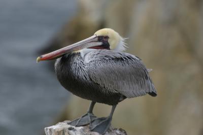 Brown Pelican baby