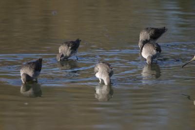 Longbilled Dowitchers