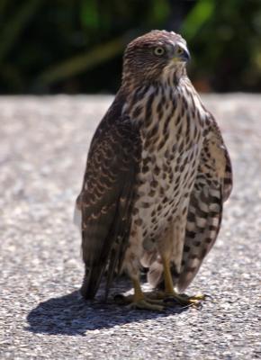 Cooper's Hawk,juvenile