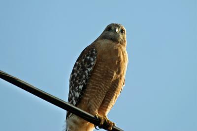 Red-shouldered Hawk