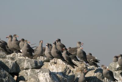 Heermann's Gulls,immature