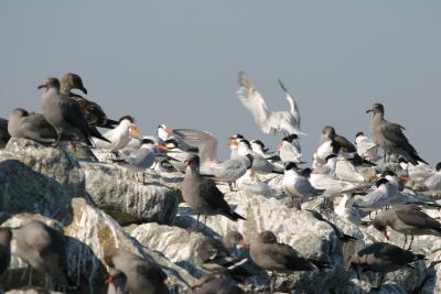 Elegant Terns and immature Heermanns Gulls