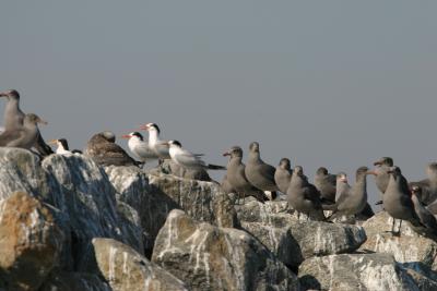 Heermann's Gulls,immature and Elegant Terns