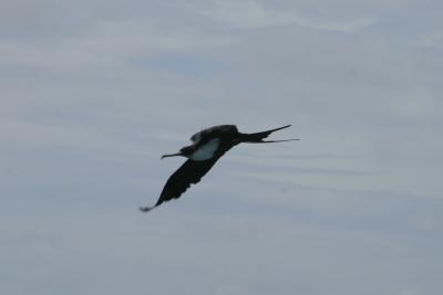 Great  Frigatebird in flight