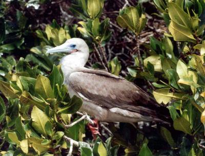 Red-Footed Booby