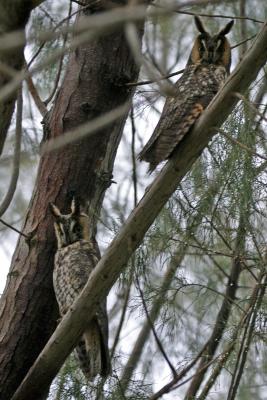 Long-eared  Owl
