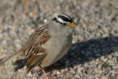 Seedeaters-Sparrows,Finches,Towhees,  Juncos,Grosbeaks,Buntings,Siskins.Saltators,Longspurs