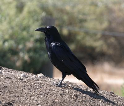 Common Raven,backlit