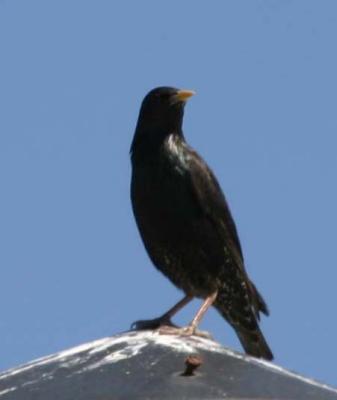 European Starling