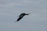 Great  Frigatebird in flight