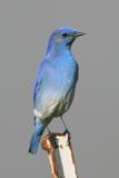 Bluebirds,Mockingbirds,Thrushes,Robins,Pipets