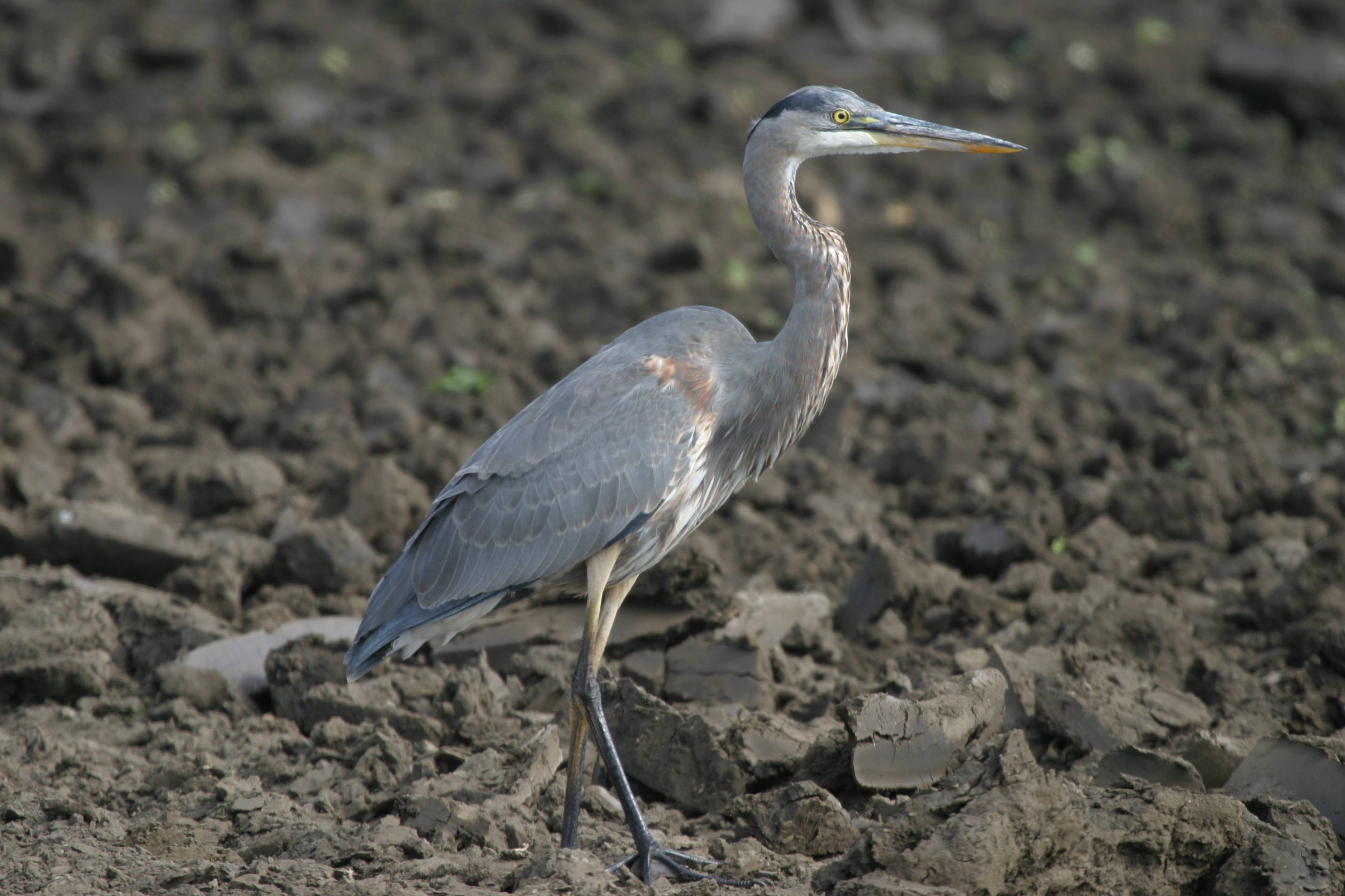 Great Blue Heron