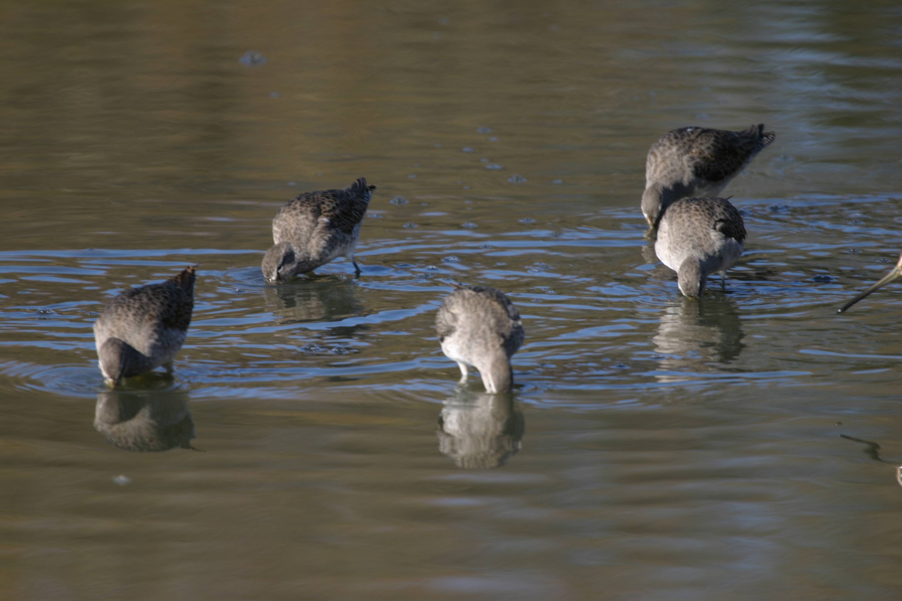 Longbilled Dowitchers