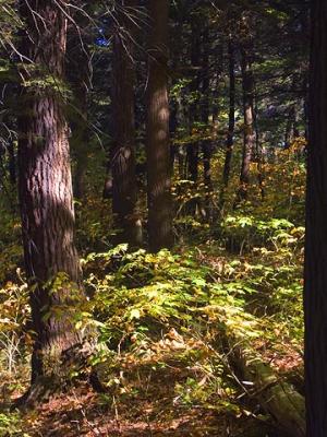 Tower Trail Trees 5886