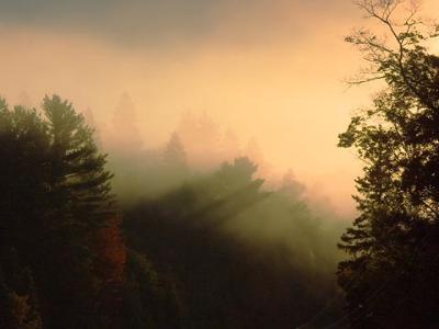 Trees in Dawn Mist 5787