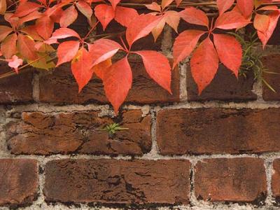 Vine on Brick