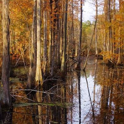 Late Autumn in the Swamp