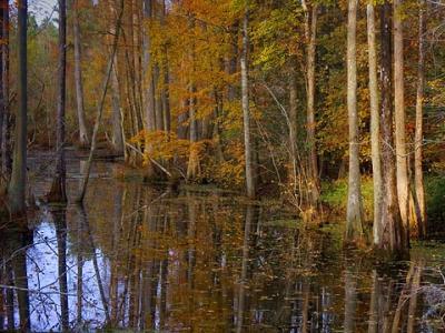 Late Autumn in the Swamp2