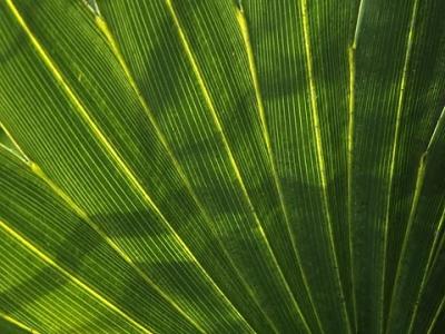 Backlit Palmetto Leaf