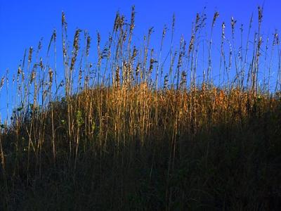 Sea Oats at Sunrise