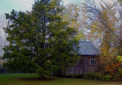 Tree & Shed