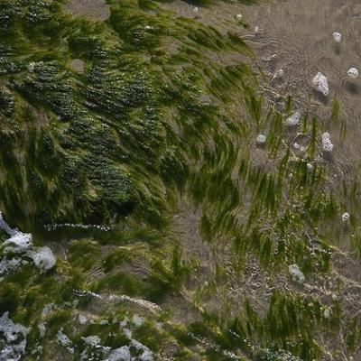 Swirling Algae Abstract