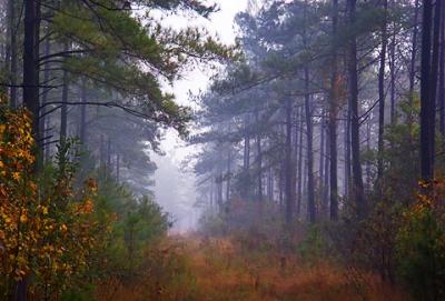Misty Pine Forest