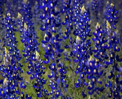 u49/merriwolf/medium/40828191.WildBluebonnets_7249.jpg