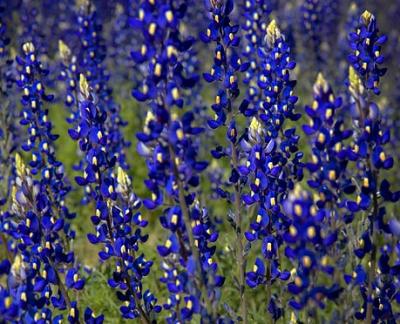 Wild Bluebonnets 7249