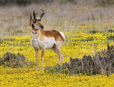 Pronghorn Antelope