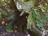 Fallen Tree 5727