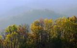 Smoky Mountain Trees 6493