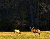 Cataloochee Elk 6683