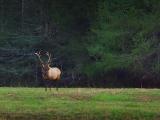 Cataloochee Elk 6688