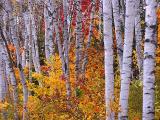 Arrowhead Birches2