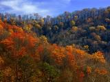 Autumn Leftovers 7023