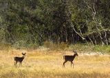 Hatteras Deer