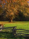 Tree & Split Rail Fence 6765