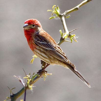 House Finch-Male 7225