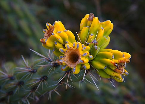 Cactus Flower 7528