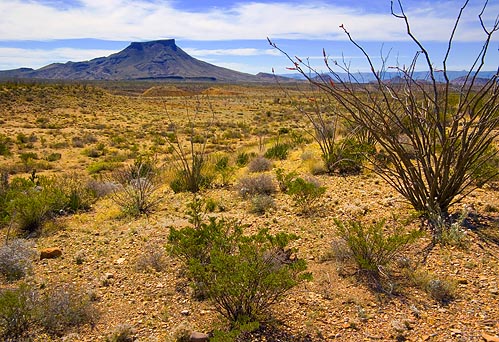 Chihuahuan Desert 7457