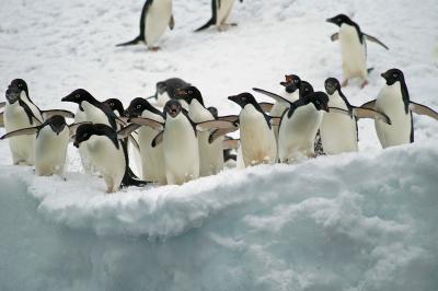 penguins.jpeg.JPG