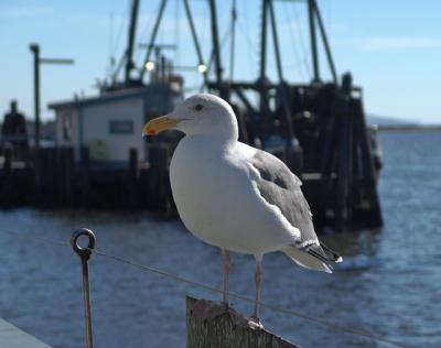 Bodega Bay