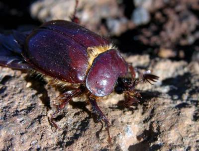 Rain Beetle (Pleocoma) - Grace Lake, CA